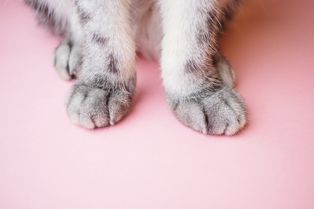 Gray striped cat's paws on a pink .  animal care, pet products, veterinary services. 