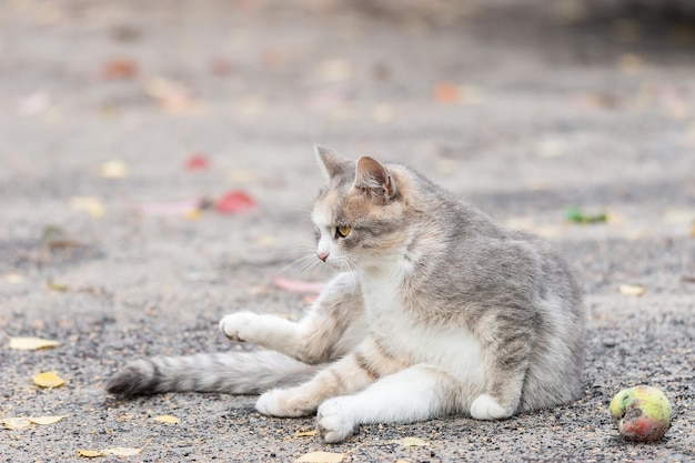 屋外の緑の芝生の上をひもにつないで歩く灰色の縞模様の猫