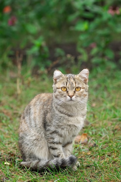 屋外の緑の草の上をひもにつないで歩く灰色の縞模様の猫x9