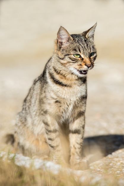 緑の草の上に座っている黄色い目を持つ灰色の縞模様の猫