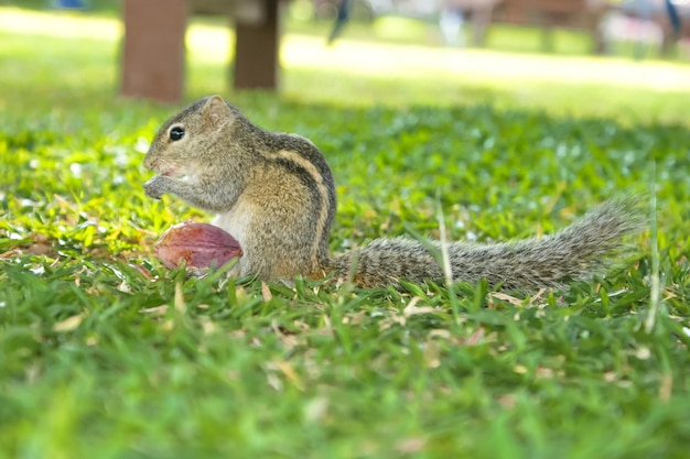 A gray striped chipmunk with a fluffy tail is on the grass and nibbles on a nut