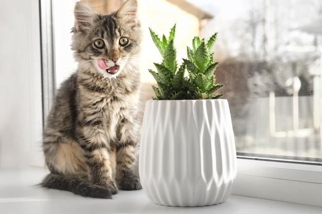 Gray striped domestic cat sitting on a window around houseplants. Image for veterinary clinics, site