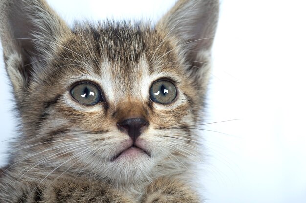 Gray striped Kitten on a white background, Small predator,