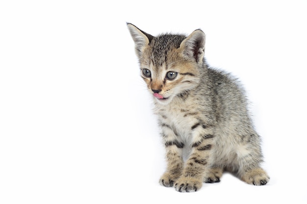 Gray striped Kitten on a white