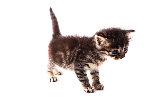 Gray striped kitten with blue eyes. Isolated white