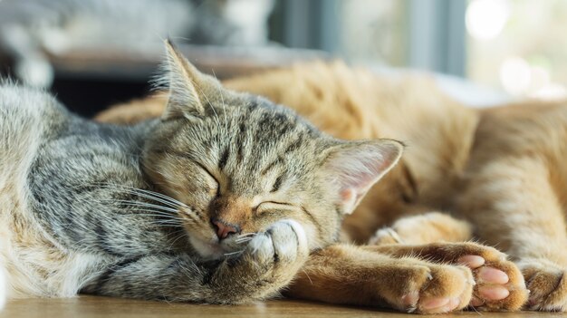 Gray striped kitty lying in the room.