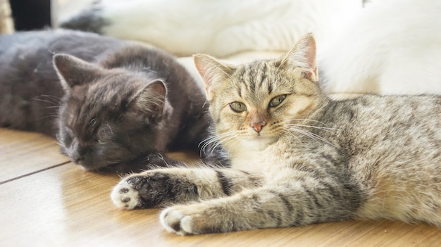 Gray striped kitty lying in the room