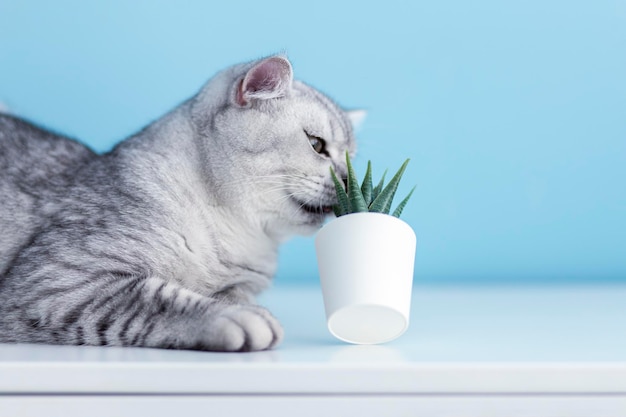 灰色のぶち英国の子猫猫は、面白い感情で新鮮な緑の草と緑のオートムギを嗅ぎ、むしゃむしゃ食べる猫の草ペットの草ペットケアペットのコンセプトのための自然食品とビタミン