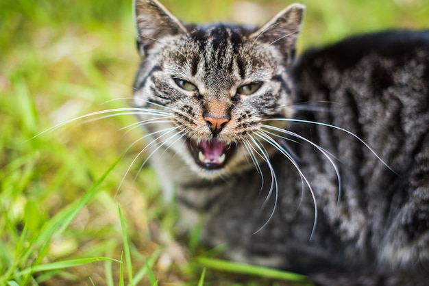 Gray tabby cat is crying on green grass outside.