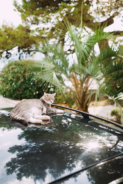 Gray tabby cat resting on the roof of a car in the shade of\
trees on a sunny day