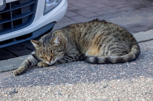 Gray tabby cat sleeps by car close up