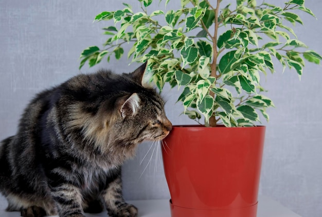 A gray tabby cat