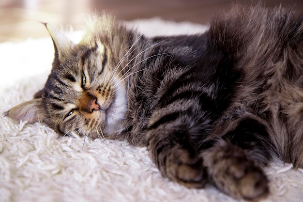 gray tabby cat