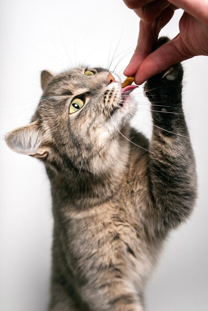 Photo gray tabby domestic american shorthair cat eating dry food