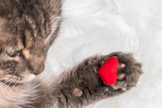 Photo gray tabby fluffy cat with a red heart on the paw on white fur background