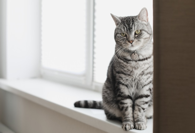 Gray tabby funny cat sits on the windowsill at home