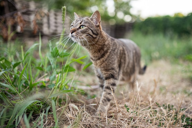 灰色のぶち屋外猫