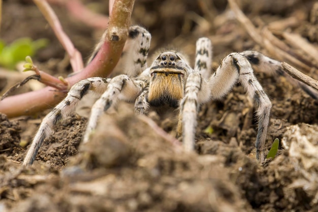 Gray tarantula spider selective focus