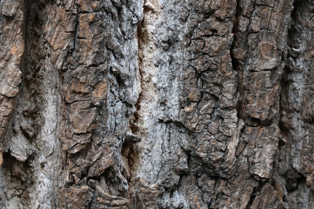 Gray texture of wood bark wood background