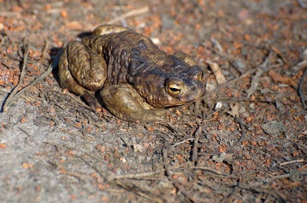 Foto rospo grigio bufo bufo primavera nella foresta vicino a un piccolo lago regione di mosca russia