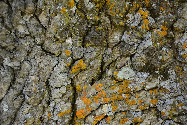 Gray tree bark with parts of yellow moss, close-up