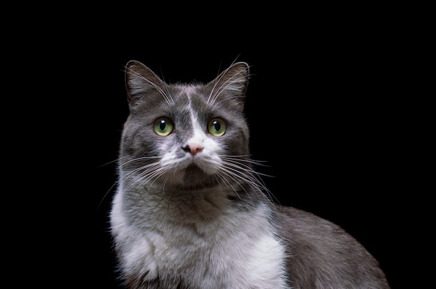 Gray-white cat on a black background