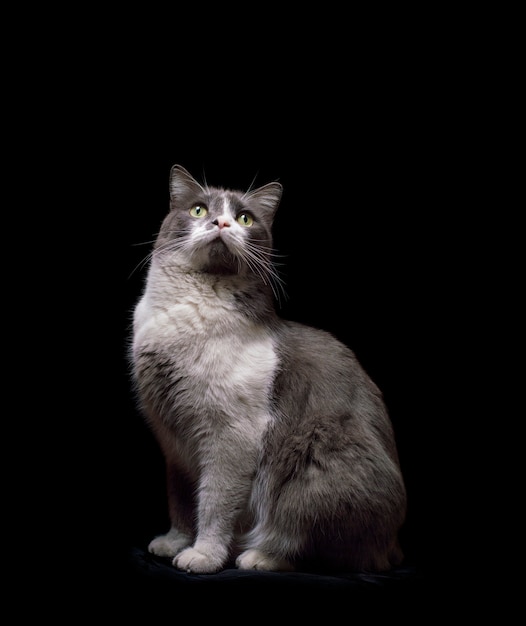 Gray-white cat on a black background