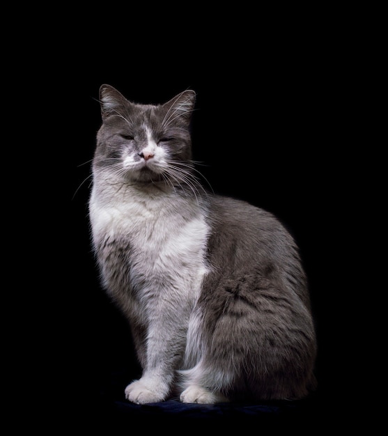 Серо-белый кот на черном фоне