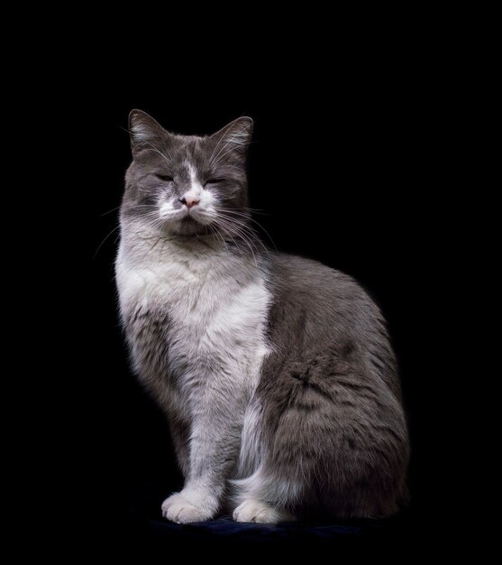 Gray-white cat on a black background