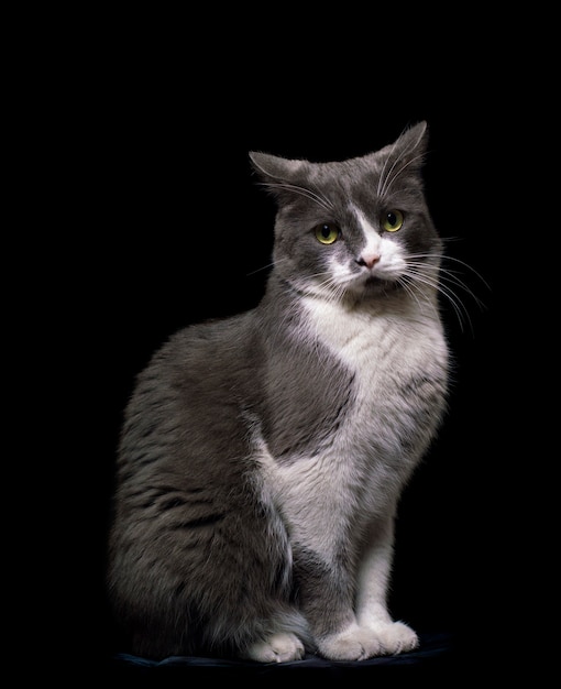 Gray-white cat on a black background