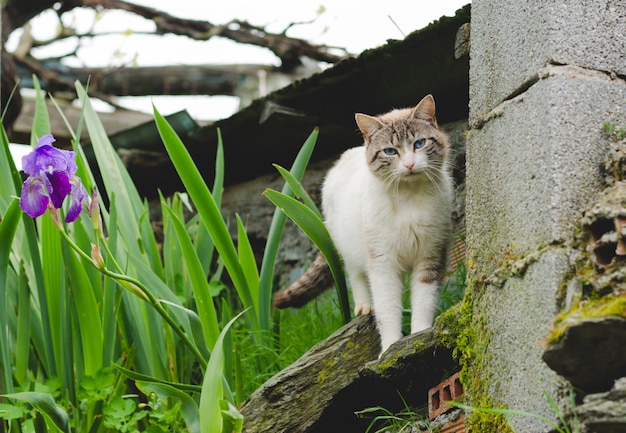 自然の風景の中の灰色と白の猫。