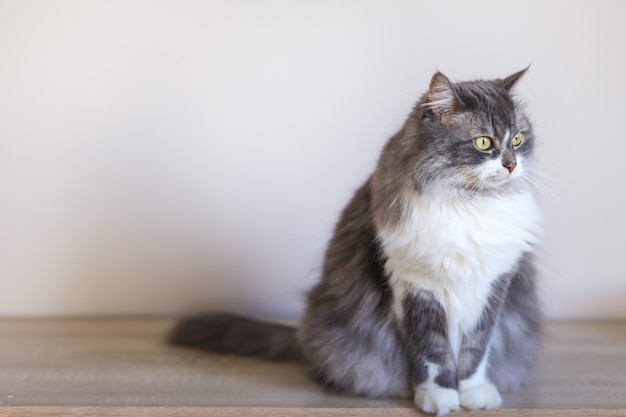 Gray-white cat sitting