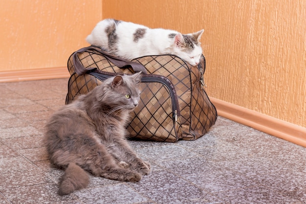 Gray and white cat with suitcase. Waiting for the train at the train station. Passengers with a suitcase while traveling 