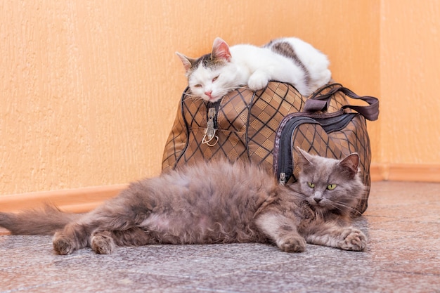 Gatto grigio e bianco con la valigia. aspettando il treno alla stazione dei treni. passeggeri con valigia in viaggio