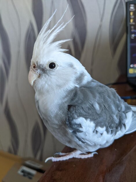 A gray and white cockatiel parrot sits on the table and looks