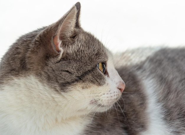 Gray and white country cat on a white background resting