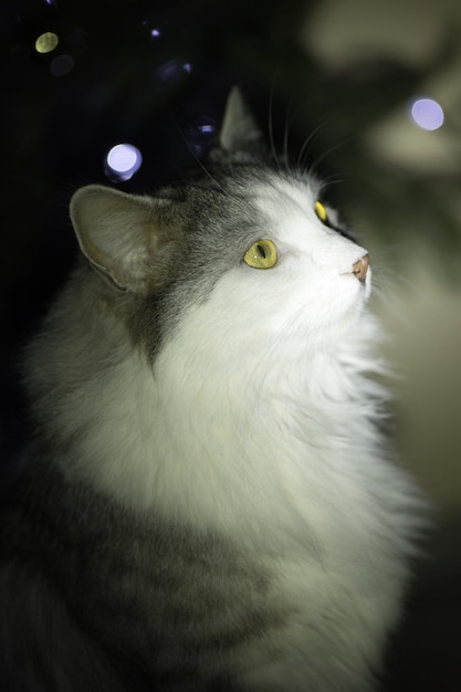 Photo gray white domestic fluffy cat posing against the background of christmas tree lights