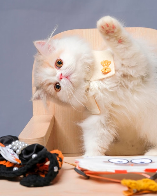 Gray and white female persian fluffy cat photo shoot session studio with white background with cat expression