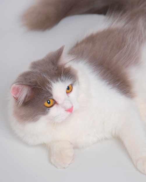 Gray and white female persian fluffy cat photo shoot session studio with white background with cat expression