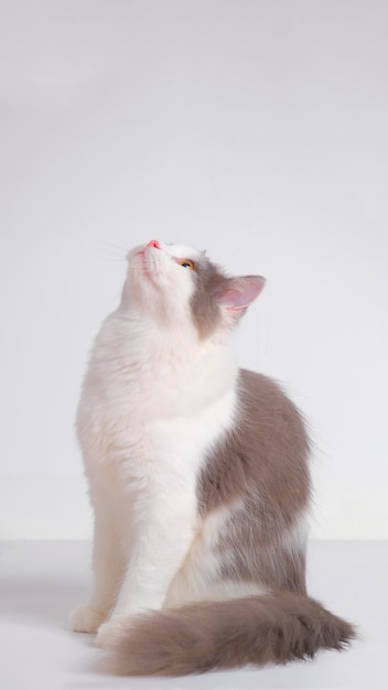 Gray and white female persian fluffy cat photo shoot session studio with white background with cat expression