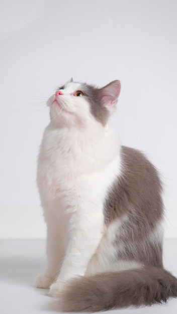 Gray and white female persian fluffy cat photo shoot session studio with white background with cat expression