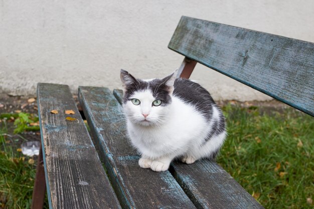 Серый и белый котенок на скамейке