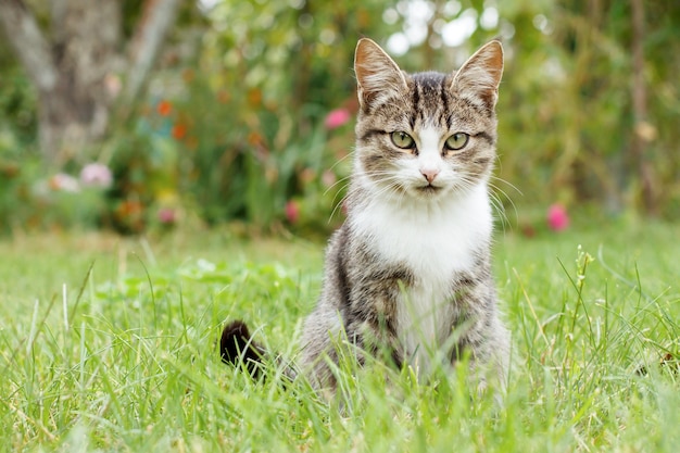 自然の中で屋外の緑の芝生の上の灰色と白のぶち猫。浅い被写界深度のポートレート