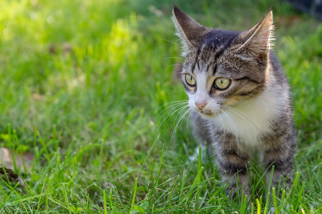 緑の芝生の上の灰色と白のぶち猫