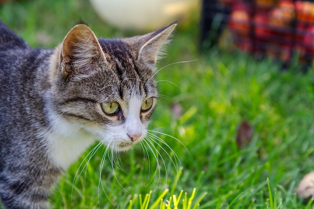 緑の芝生の上の灰色と白のぶち猫