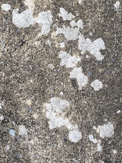 A gray and white wall with a white pattern of lichens.