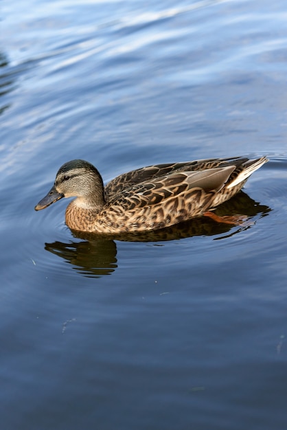 灰色の野生のアヒルがクローズアップで水の中を泳ぎます。水中の水鳥