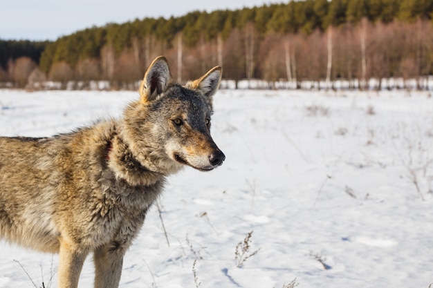 Gray wolf on the background of a stunning blue sky. Winter warm sun and snow