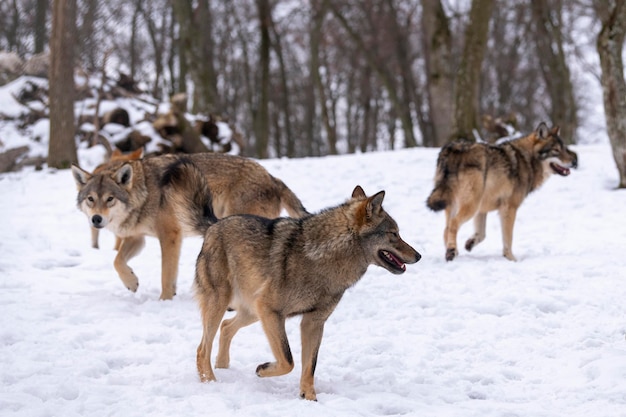 Gray wolf Canis lupus Photo of a gray wolf in the wild nature