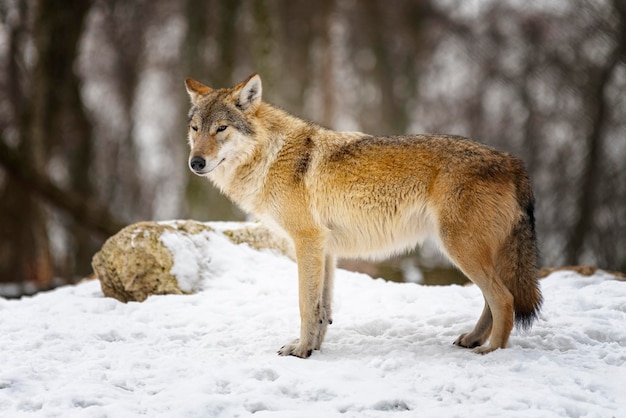 灰色のオオカミCanislupus野生の自然の中で灰色のオオカミの写真